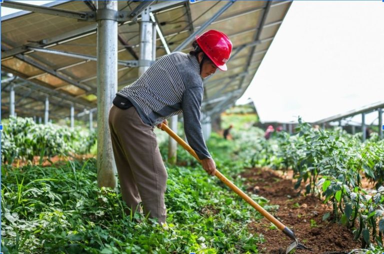 China’s Green Revolution: Powering the World’s Sustainable Future